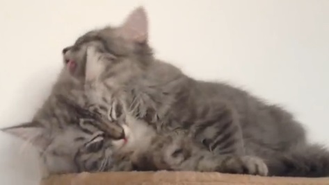 幸せそうな顔で毛づくろいする子猫達動画(サイベリアン:英)