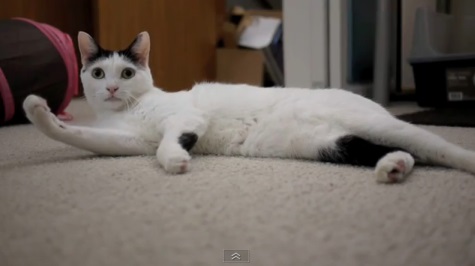 床でクルクルうねうねする猫動画(ジャパニーズボブテイル:英)