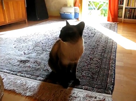 ちょっと怖い鳴き声の猫動画(シャム:英)
