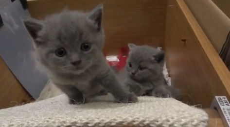 坂の上の雲ならぬ子猫達動画(シャルトリュー:英)