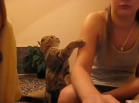 立って構って欲しいとおねだりな猫動画(スコティッシュフォールド:英)
