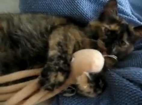 蛸にかじりつく猫動画(猫一般:英)