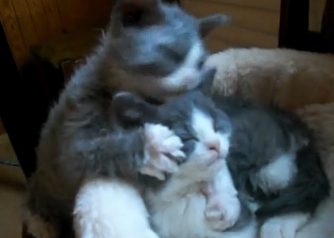 強引に毛づくろいする猫動画(セルカークレックス:英)