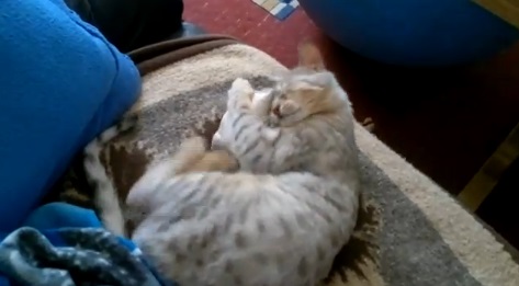枕にすがりつく猫動画(セレンゲティキャット:英)border=