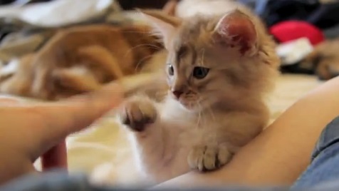 指が大好き?愛らしい子猫動画(ソマリ:英)
