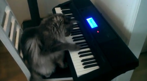 ピアノを習う猫動画(メインクーン:英)