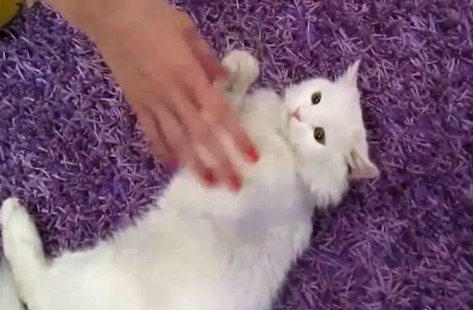 仰向けでじゃれる猫動画(ターキッシュアンゴラ:英)