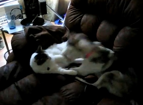 激しく犬とじゃれあう猫動画(ターキッシュバン:英)