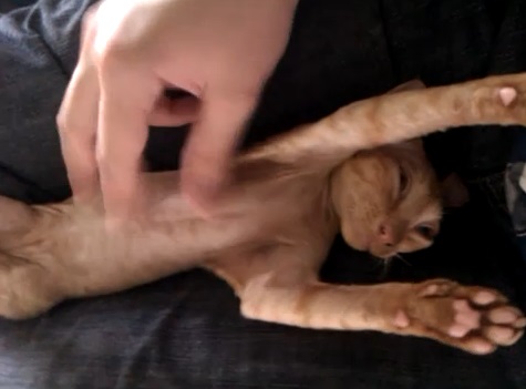 手を上げて腹を撫でられる猫動画(デボンレックス:英)