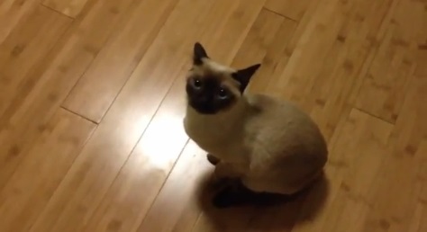 上を向いて鳴こうな猫動画(トンキニーズ:英)