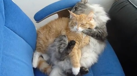為されるがままに毛づくろいされる猫動画(ノルウェージャンフォレストキャット:英)