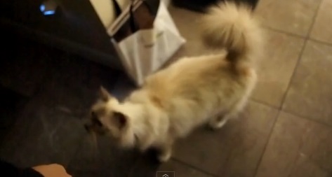 ご主人のお帰りが待ち遠しかった猫動画(バーマン:英)