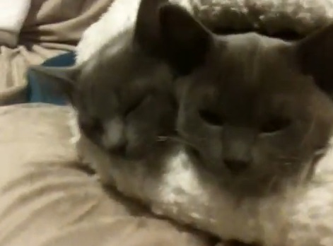 何かに埋れ眠る子猫達動画(バーミーズ:英)