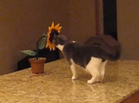 ひまわりにビックリする猫動画(猫一般:英)