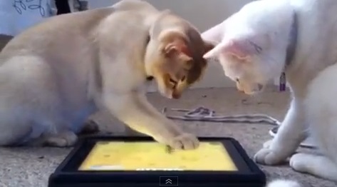 仲良くipadを楽しむ猫達動画(バーミラ:英)