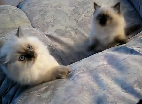 ソファの上によじ登りたい?子猫達動画(ヒマラヤン:仏)
