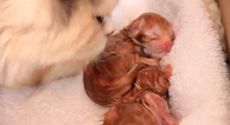 生まれたばかり6匹の赤ちゃん猫動画(ペルシャ:英)