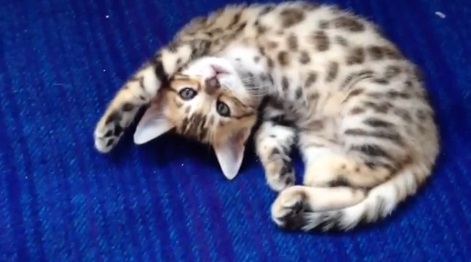 なんともいえず愛くるしい子猫動画(ベンガル:英)