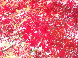 20121105_051_R.jpg