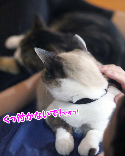 一枚分の4