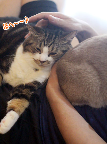 一枚分の5