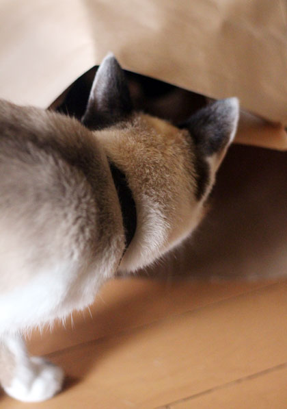 どきどき