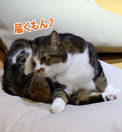 もん2