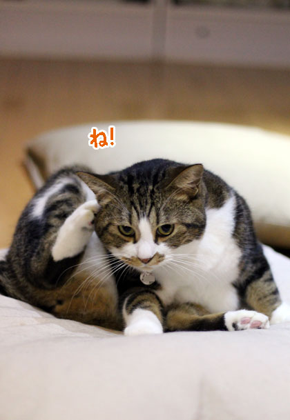 もん3