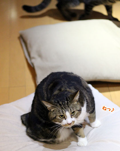 もん5