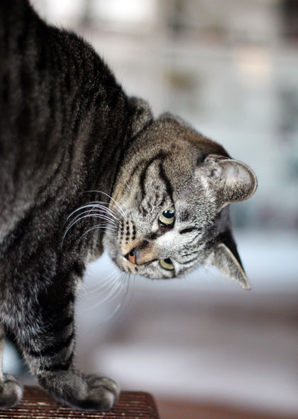 猫砂1