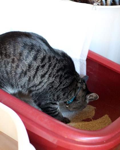猫砂3