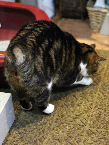 猫砂6