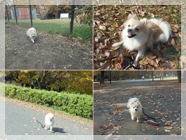 cats_20121113135755.jpg
