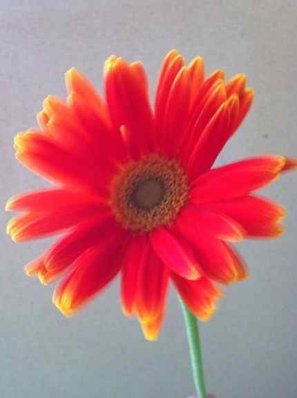 flower_20120914174930.jpg