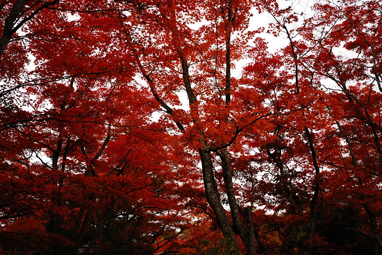 12.11.16紅葉園1