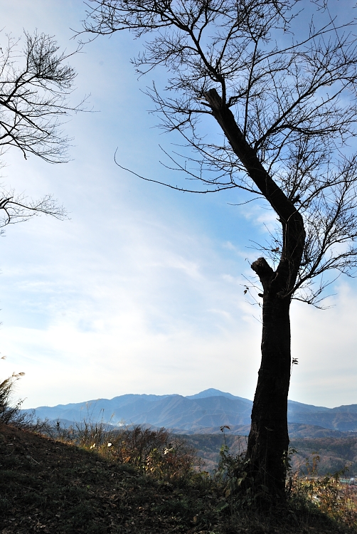 12.11.30-2木枝