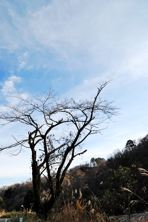 12.11.30-3木枝