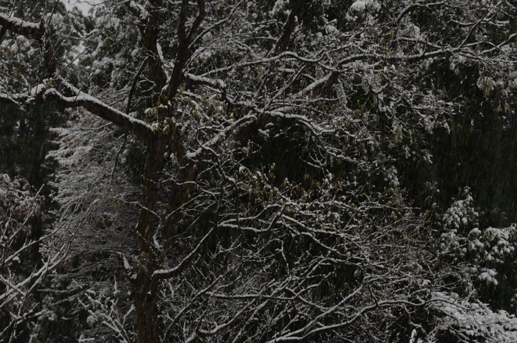 12.12.02-1雪景色