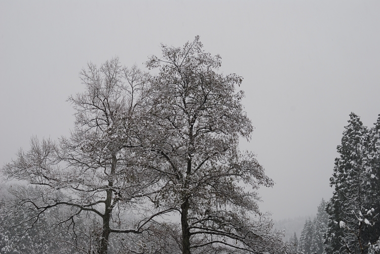 12.12.02-2雪景色
