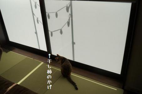 DSC04116.jpg