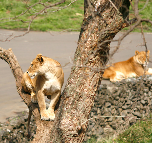 ライオン群れ事情 動物zoo感ごっこ
